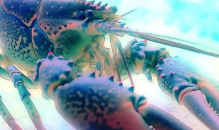 랍스터 꿈은 무슨 뜻인가요? 꿈과 해석