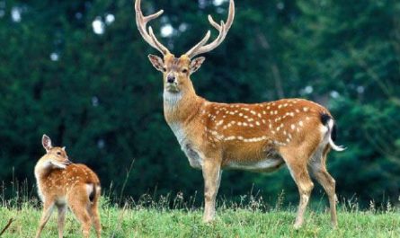 사슴 꿈은 무슨 뜻인가요? 꿈과 해석