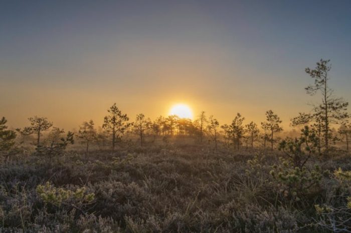 【꿈해몽】밤에서 이른 아침까지의 꿈: 6가지 의미와 상징