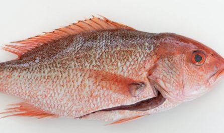 【꿈해몽】도미 사시미 꿈: 6가지 의미와 상징