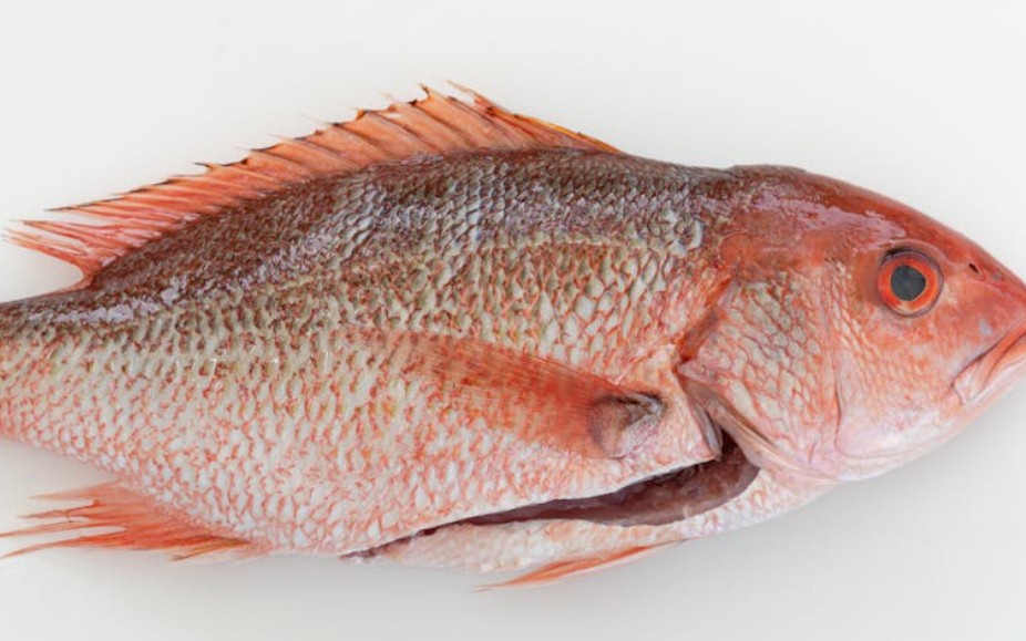 【꿈해몽】도미 사시미 꿈: 6가지 의미와 상징