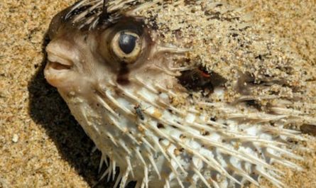 【꿈해몽】복어 꿈: 9가지 의미와 상징