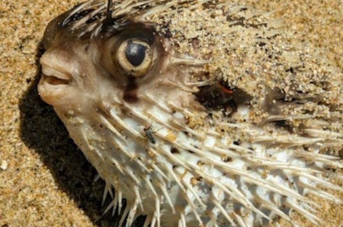 【꿈해몽】복어 꿈: 9가지 의미와 상징