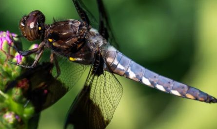 【꿈해몽】검은 잠자리에 관한 꿈: 13가지 의미와 상징