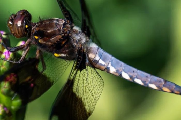 【꿈해몽】검은 잠자리에 관한 꿈: 13가지 의미와 상징