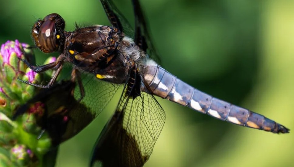 【꿈해몽】검은 잠자리에 관한 꿈: 13가지 의미와 상징