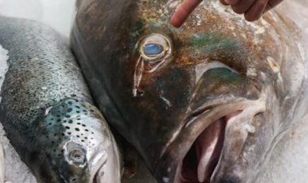 【꿈해몽】연어 꿈: 8가지 의미와 상징