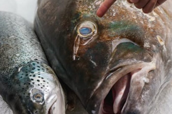 【꿈해몽】연어 꿈: 8가지 의미와 상징