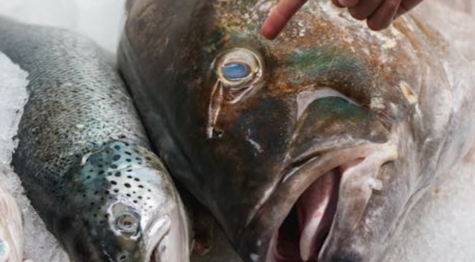 【꿈해몽】연어 꿈: 8가지 의미와 상징