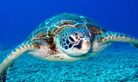 【꿈해몽】초록 거북이 꿈: 13가지 의미와 상징