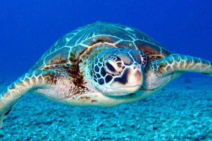 【꿈해몽】초록 거북이 꿈: 13가지 의미와 상징