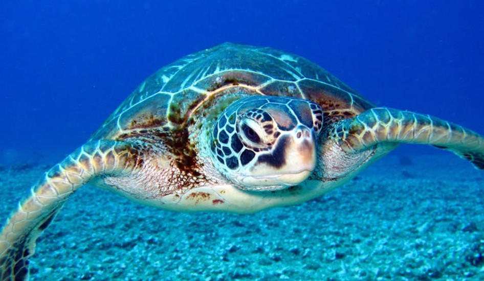 【꿈해몽】초록 거북이 꿈: 13가지 의미와 상징