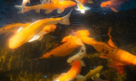 【꿈해몽】금붕어가 죽는 꿈: 9가지 의미와 상징