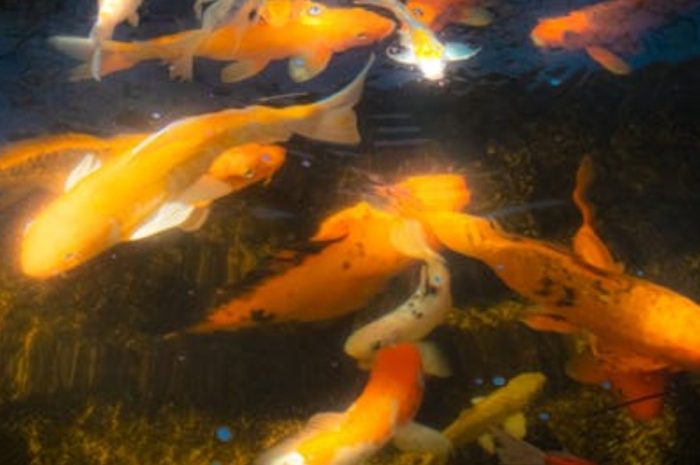 【꿈해몽】금붕어가 죽는 꿈: 9가지 의미와 상징