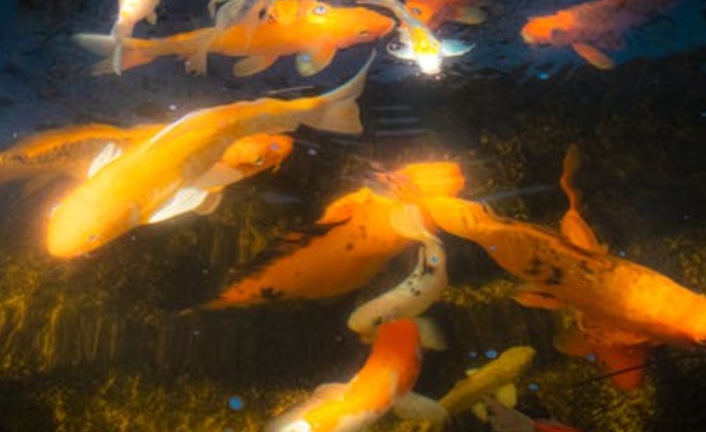 【꿈해몽】금붕어가 죽는 꿈: 9가지 의미와 상징