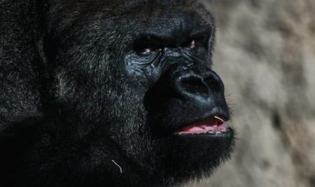 【꿈해몽】침팬지와 대화하는 꿈: 7가지 의미와 상징