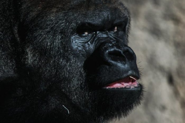 【꿈해몽】침팬지와 대화하는 꿈: 7가지 의미와 상징