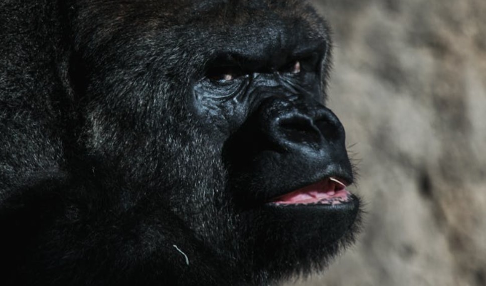 【꿈해몽】침팬지와 대화하는 꿈: 7가지 의미와 상징