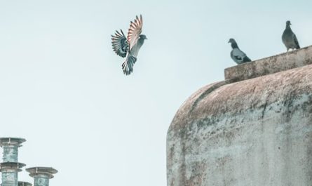 【꿈해몽】비둘기를 쫓아내는 꿈은 무슨 뜻일까요? 의미와 상징, 심리 상태, 그리고 상황적 해석