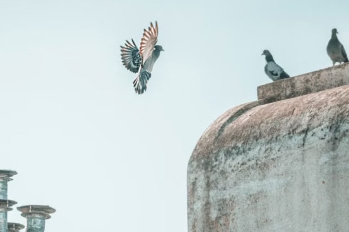 【꿈해몽】비둘기를 쫓아내는 꿈은 무슨 뜻일까요? 의미와 상징, 심리 상태, 그리고 상황적 해석